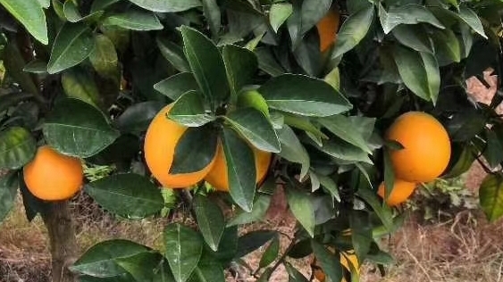 意合云旗下鮮橙果園(信豐臍橙)于11月10日采摘，現(xiàn)在火熱預(yù)定中